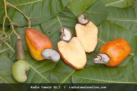 Africa must prioritise cashew processing to retain more value – Agric Ministry