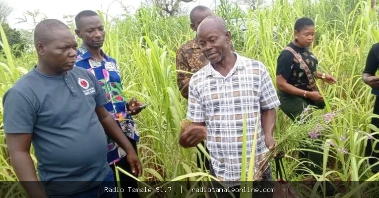 Striga weed invades northern farms • Thousands of acres of maize, millet and sorghum under attack