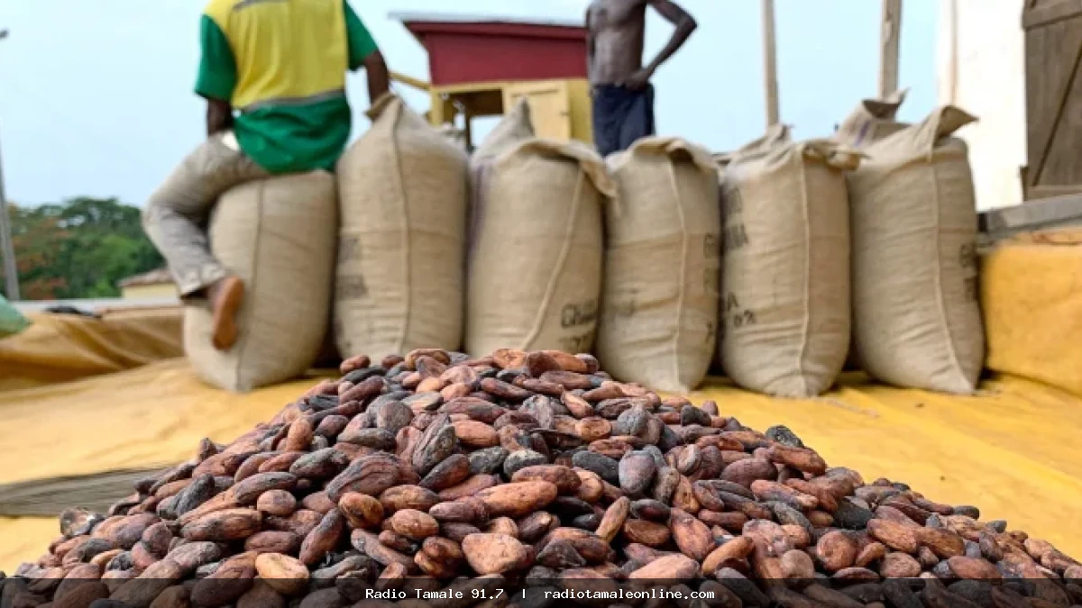 NPP challenges GH¢2,650 cocoa price, demands review