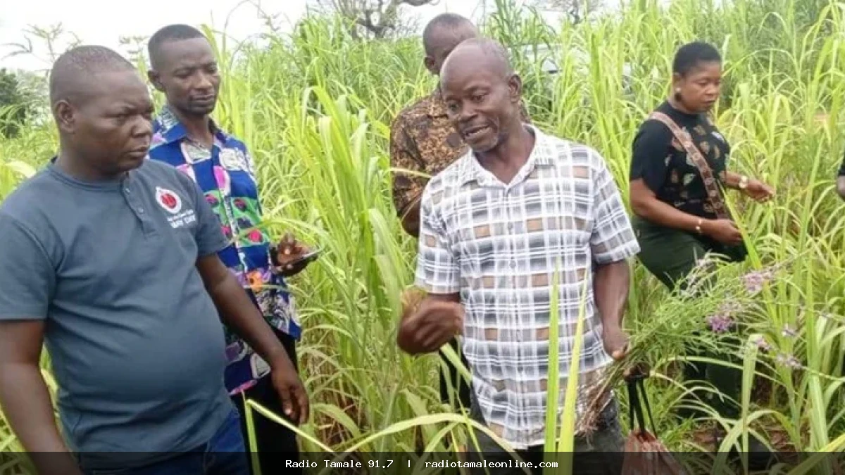 Striga weed invades northern farms • Thousands of acres of maize, millet and sorghum under attack